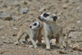 <p>SURIKATA (Suricata suricatta), ZOO Ústí nad Labem</p>